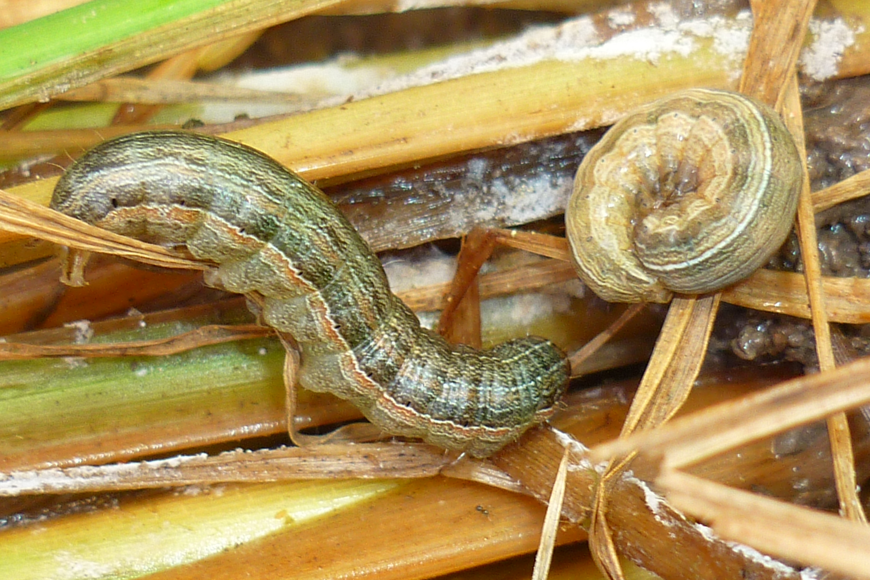 Espécies de lagarta-da-panícula, praga cujo período crítico vai do florescimento até a colheita.
