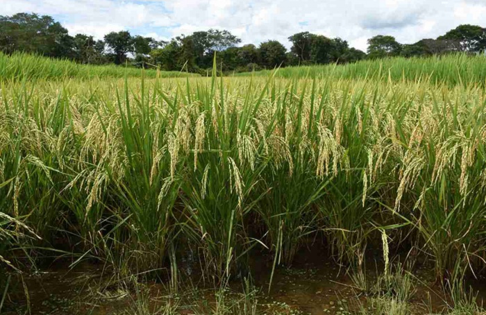 Estudo aponta plantas mais resistentes à cigarrinha-do-arroz