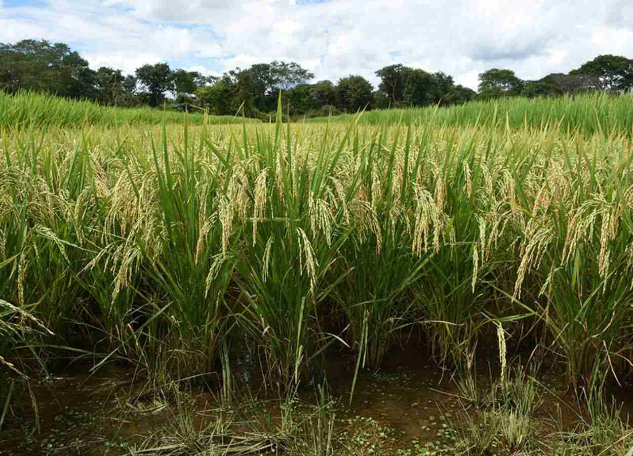 Estudo aponta plantas mais resistentes à cigarrinha-do-arroz