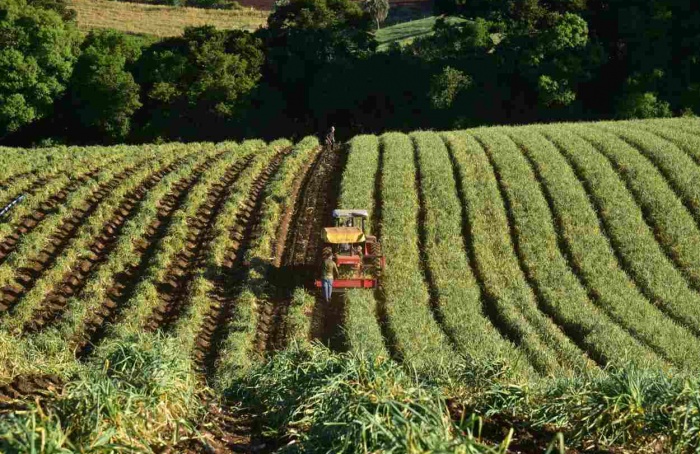 Queda de preços leva SC a prorrogar financiamentos