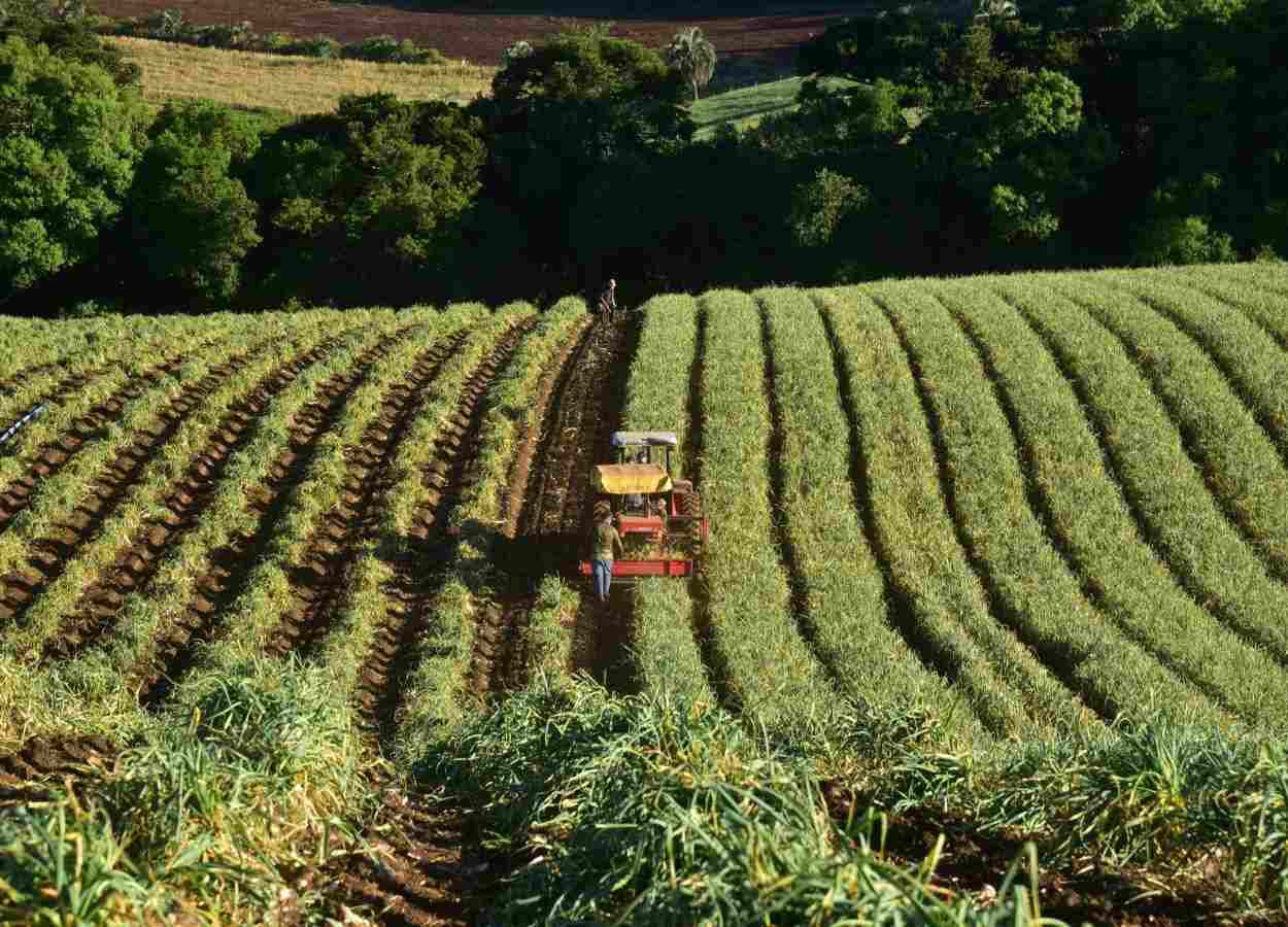 Medida do FDR beneficia agricultores de cebola e alho em 15 municípios