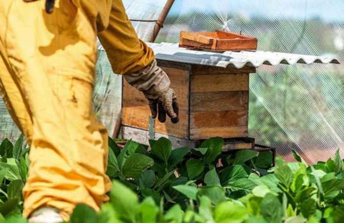 Polinizadores elevam produtividade da soja em até 13%