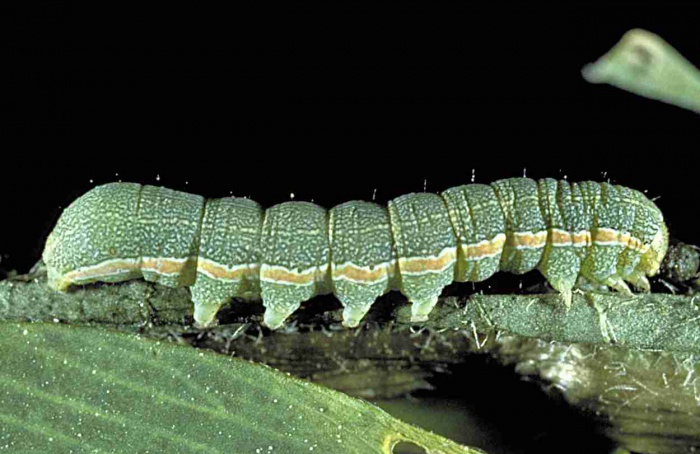 Proteína reduz toxicidade do clorpirifós em Spodoptera exigua