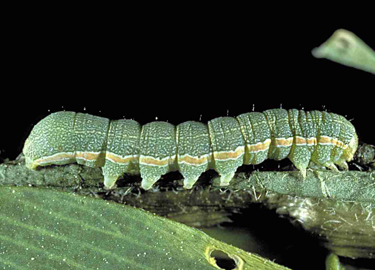 Proteína reduz toxicidade do clorpirifós em Spodoptera exigua