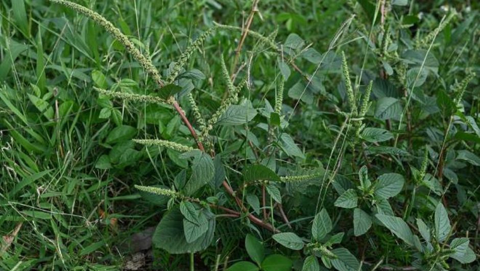 Foto:&nbsp;Krzysztof Ziarnek&nbsp;(Wikimedia Commons)