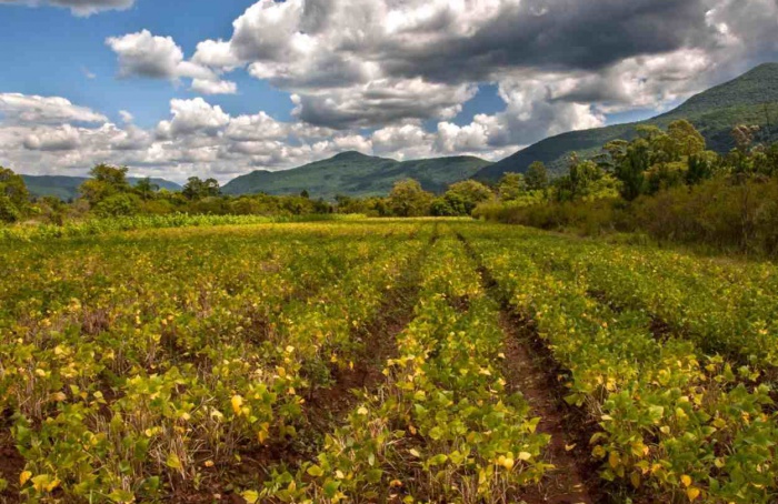 Abril seco e frio compromete desempenho agrícola no RS