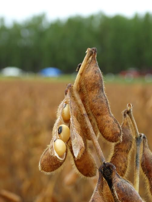 Cultivares de soja e novas tecnologias da Embrapa chamam a atenção dos produtores de RO