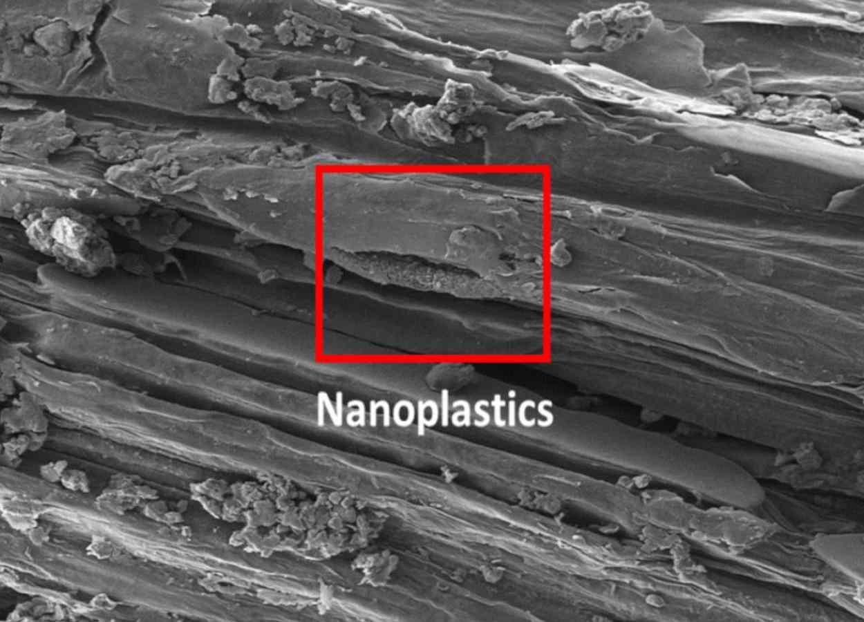 Microplásticos reduzem crescimento de tomate e afetam trigo