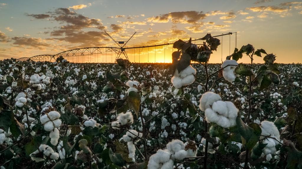 Irrigação transforma lavoura de algodão no Mato Grosso