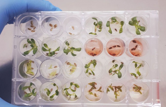 Pesquisa brasileira identifica molécula inédita em fungo nativo