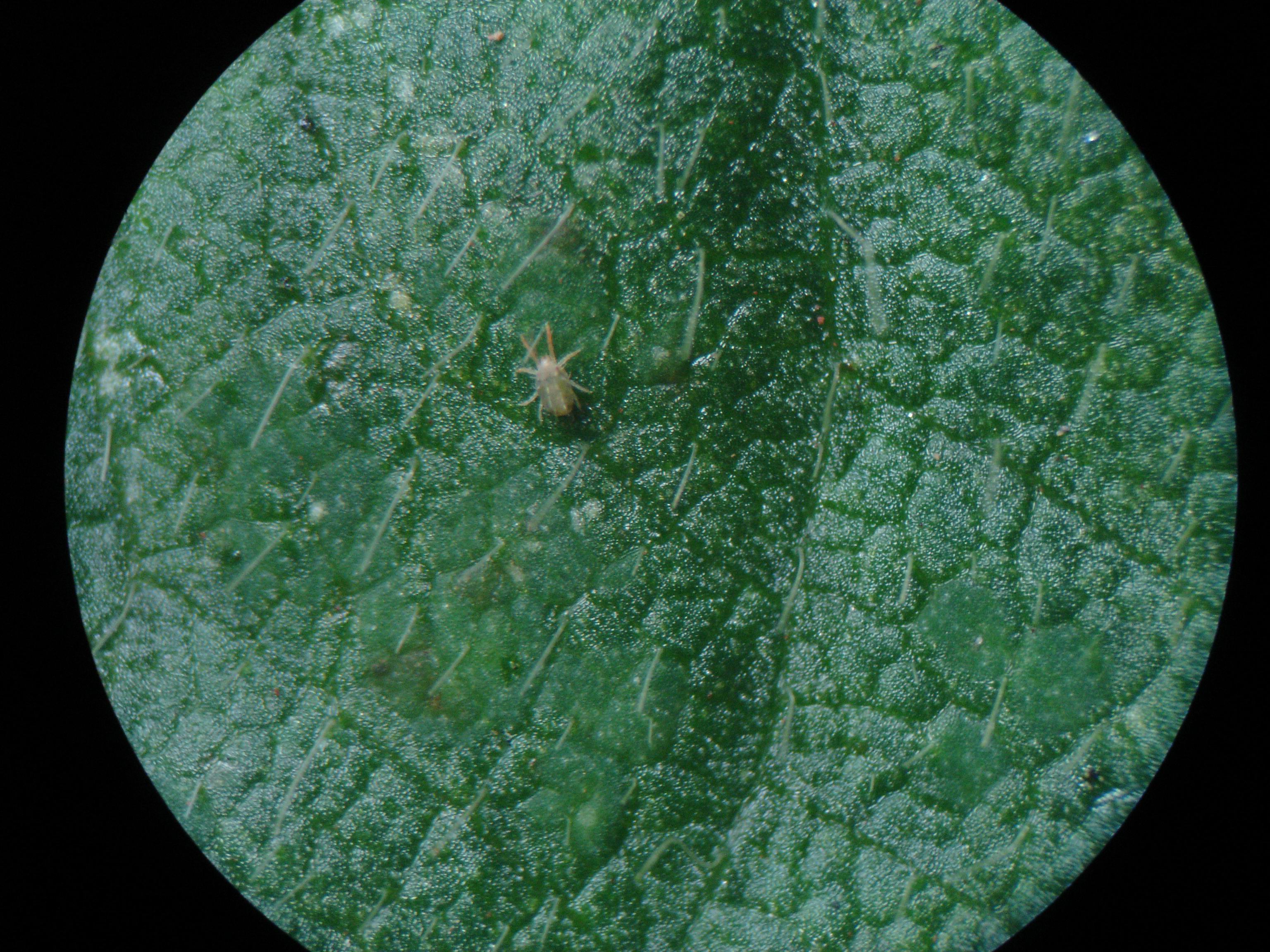 Ácaro-verde, Mononychellus planki