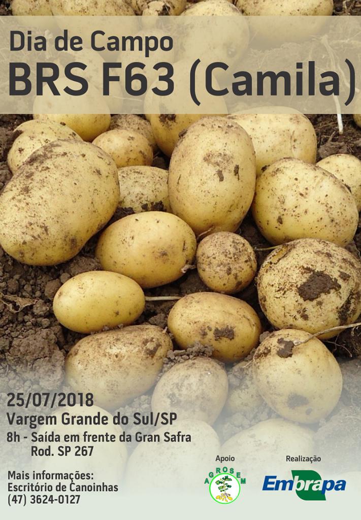 Dia de campo apresenta cultivar de batata a produtores de Vargem Grande do Sul-SP