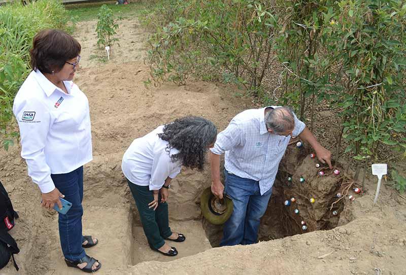Embrapa Algodão recebe pesquisadoras visitantes do Peru