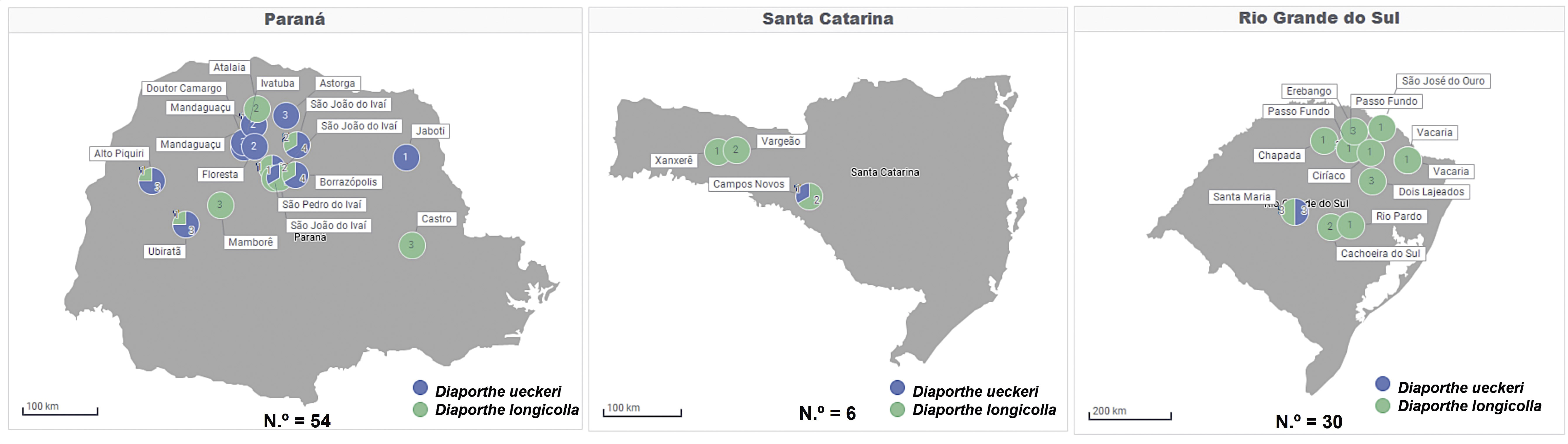 <b>Figura 3 -</b> distribuição geográfica e localização dos 90 isolados de D. ueckeri e D. longicolla recuperados de plantas de soja que apresentavam sintomas de quebramento de haste. Dos 90 isolados, 54 são do estado do Paraná, seis de Santa Catarina e 30 do Rio Grande do Sul. As cores no mapa representam os isolados identificados molecularmente como sendo D. ueckeri (azul) e D. longicolla (verde)&nbsp;