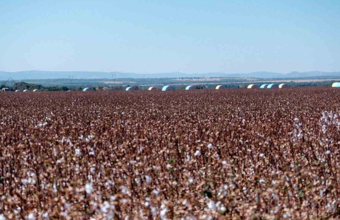 Tocantins inicia o vazio sanitário do algodão