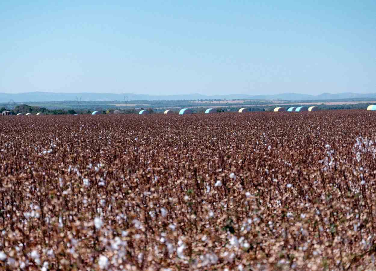 Tocantins inicia o vazio sanitário do algodão
