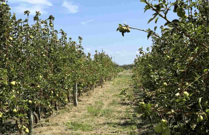 Dia de Campo destaca pera como opção no Semiárido baiano
