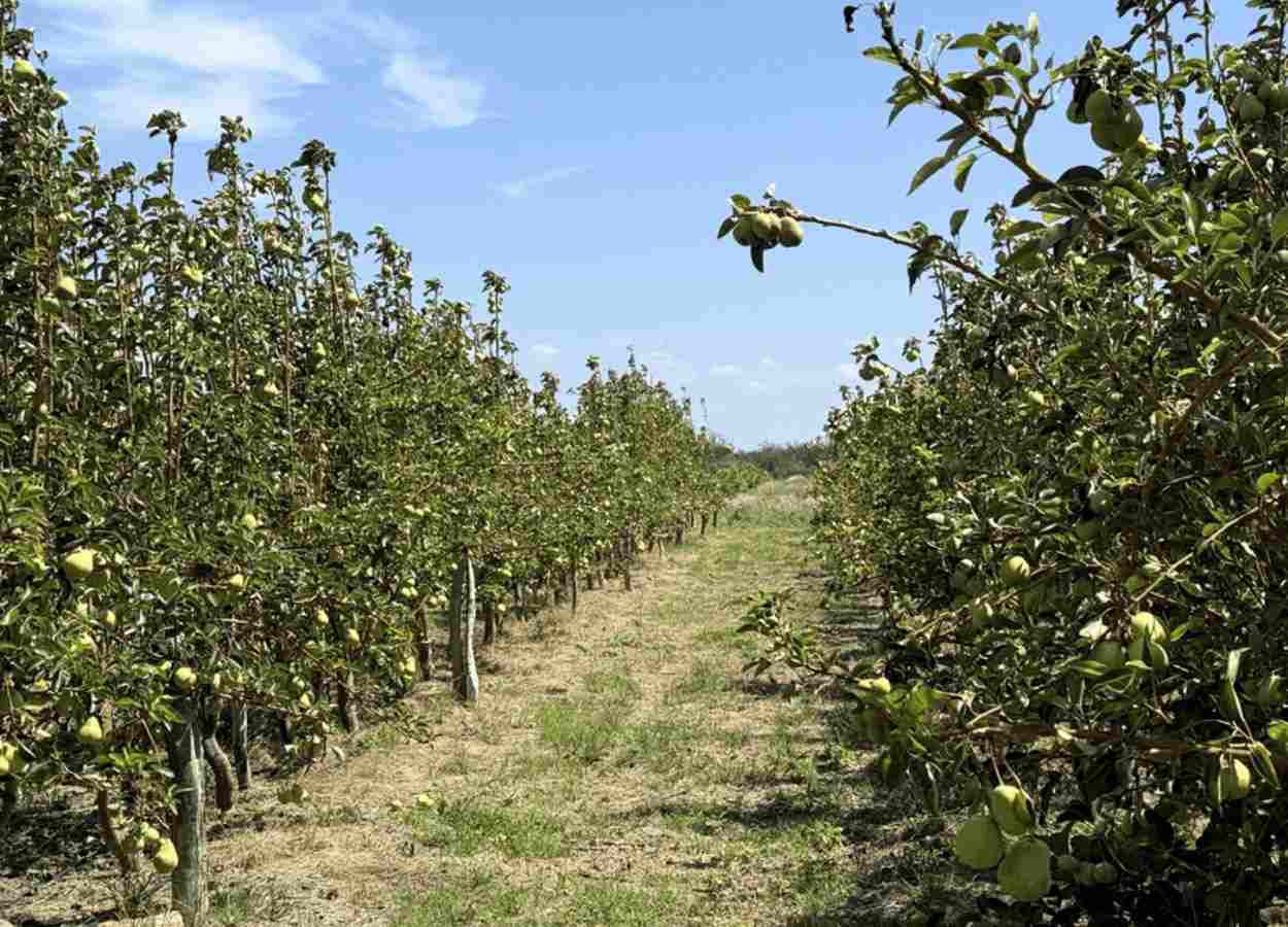 Dia de Campo destaca pera como opção no Semiárido baiano