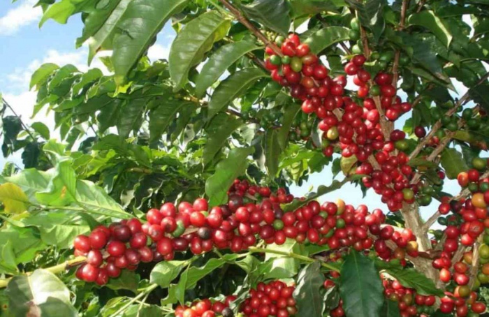 PI AgSciences destaca soluções regenerativas no Cerrado