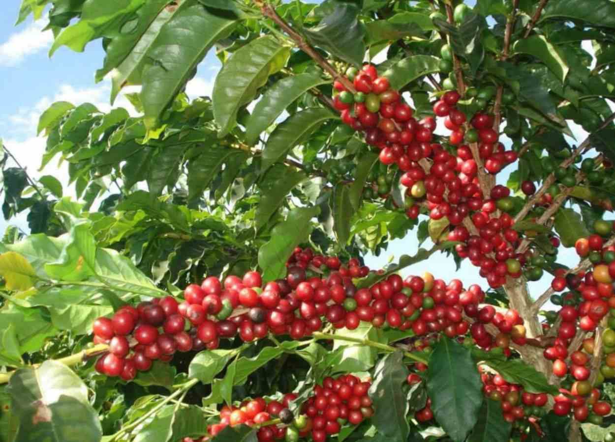 PI AgSciences destaca soluções regenerativas no Cerrado