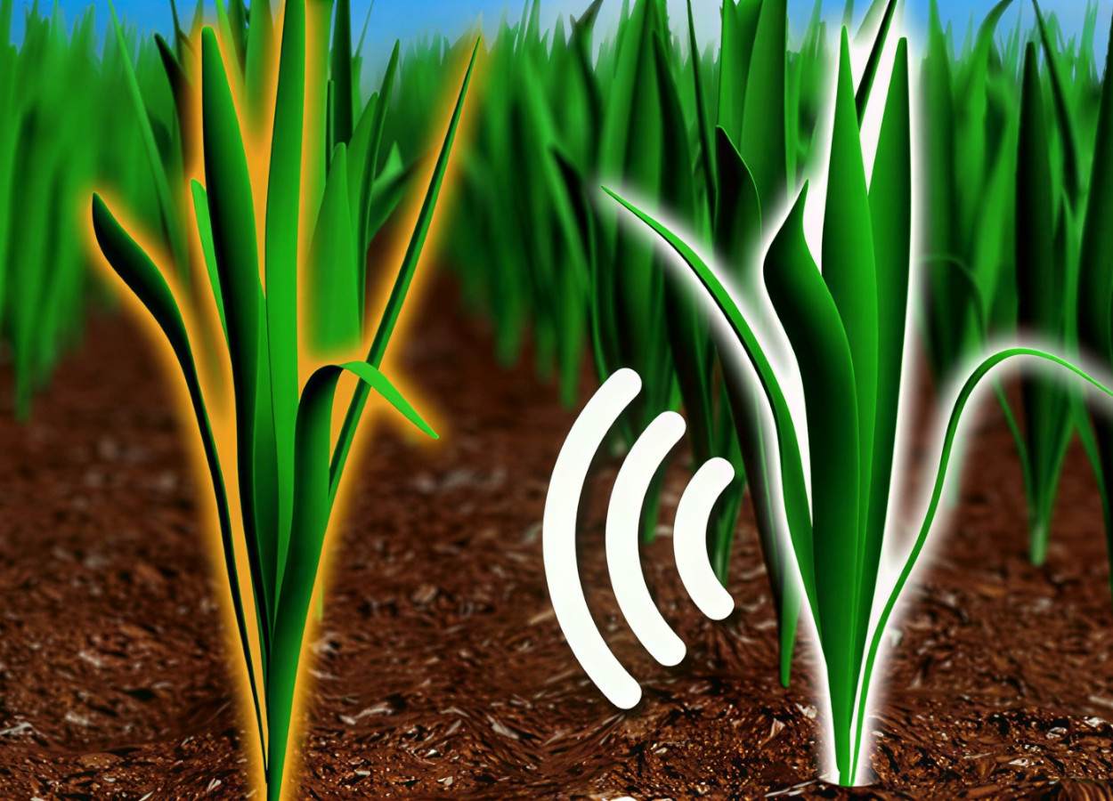 Ilustração demonstrando a comunicação entre plantas - Imagem:&nbsp;Velemir Ninkovic