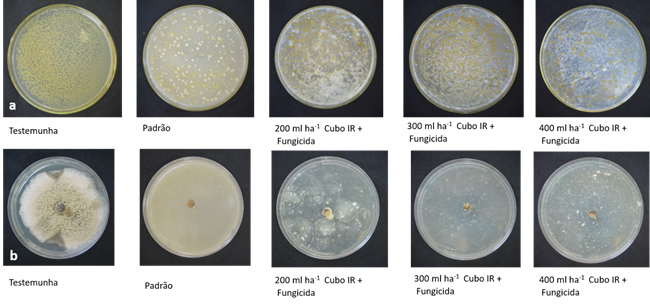 Figura 2 - Avaliação das aplicações sobre Pantoea ananatis (a), bactéria causadora da mancha branca, e Exserohilum turcicum (sinonímia de Helminthosporium turcicum) (b), fungo causador da helmintosporiose