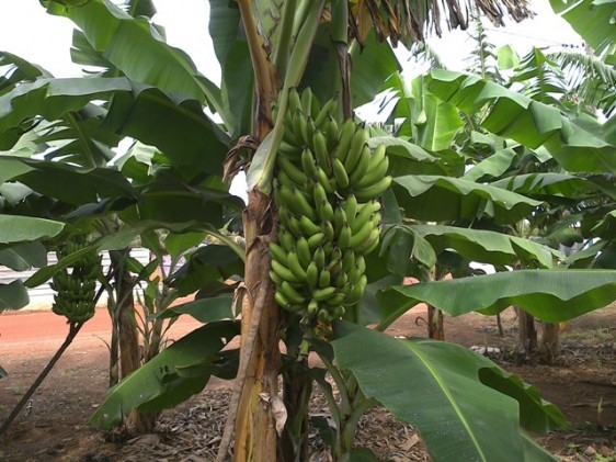 Bananicultura brasileira busca tecnologia para expansão de mercado