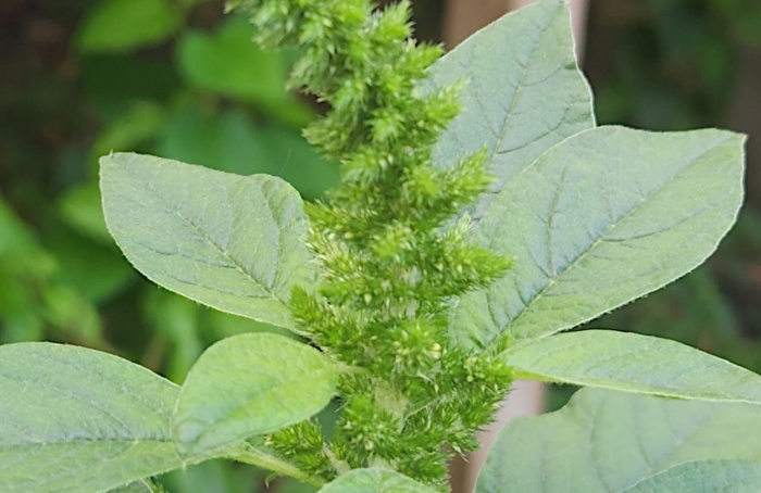 Cor das folhas tem papel na defesa vegetal