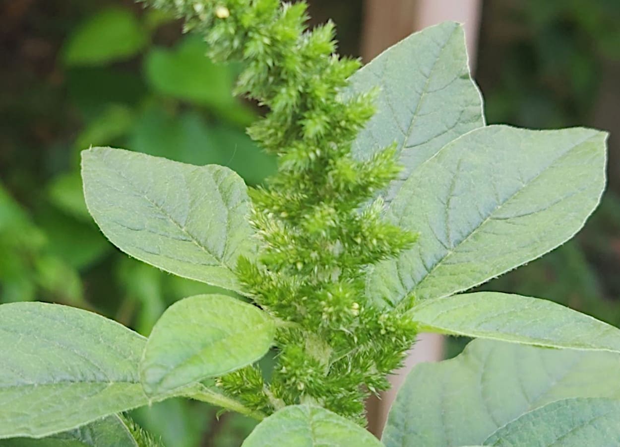 Cor das folhas tem papel na defesa vegetal