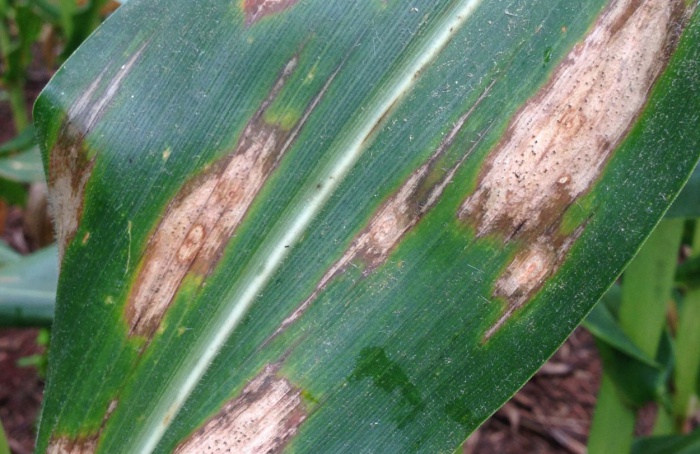 Tropical Phytosanitary Network evaluates the efficiency of fungicides in corn crops