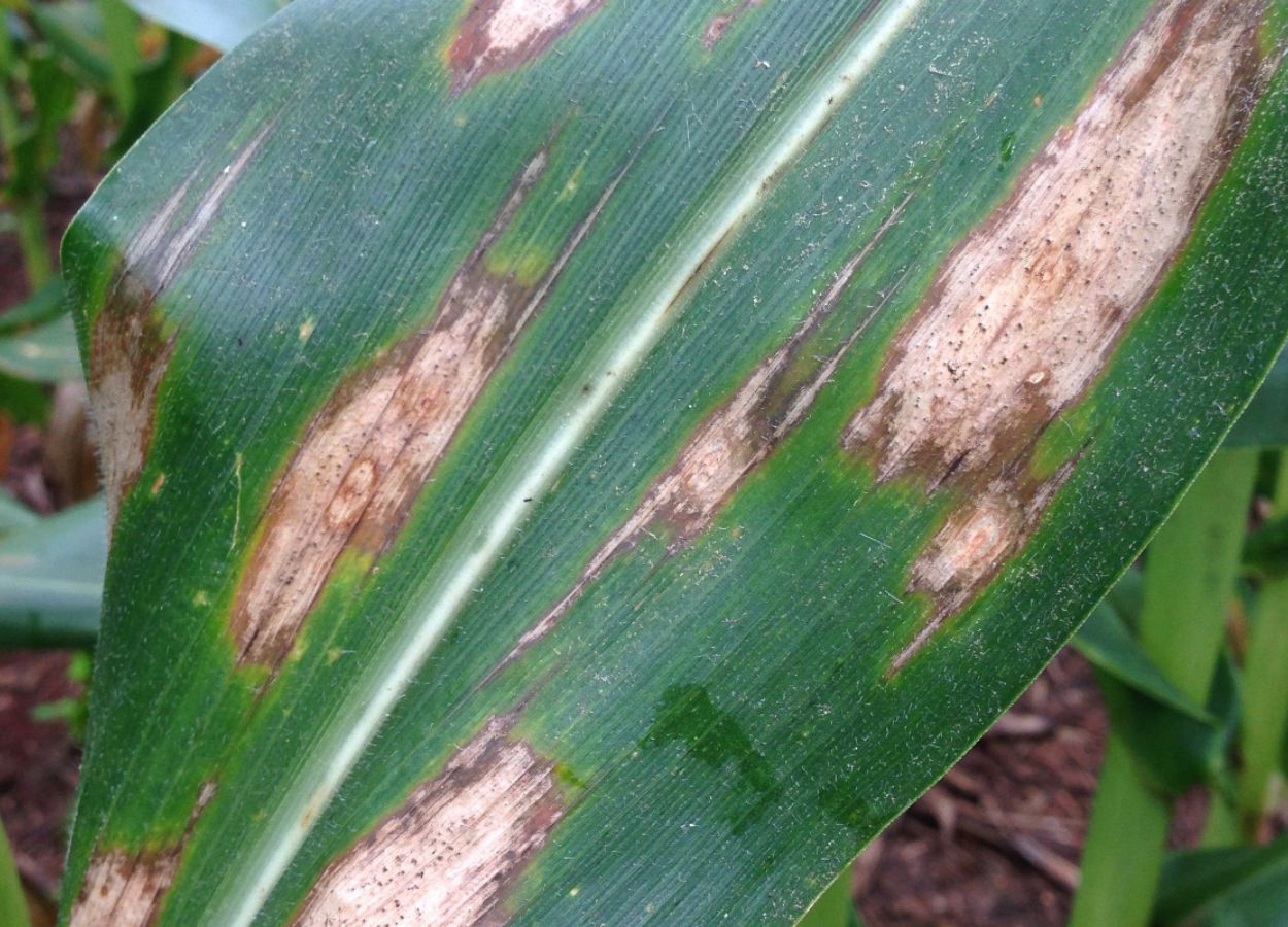 Rede Fitossanidade Tropical avalia eficiência de fungicidas na cultura do milho