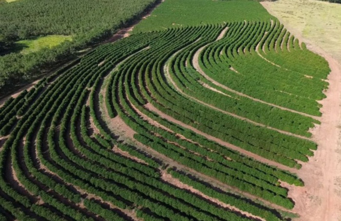 Café da Nova Alta Paulista recebe selo de indicação geográfica