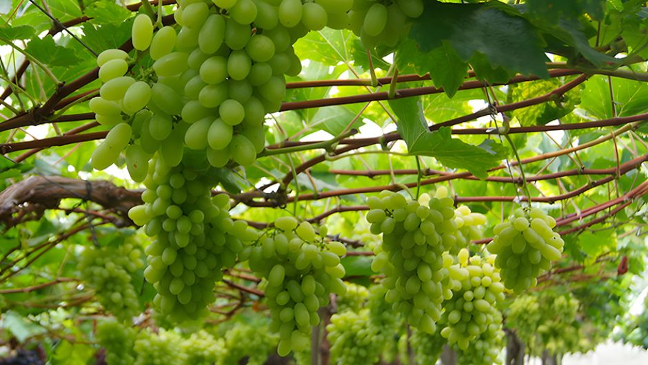 Foto: Patrícia Ritschel