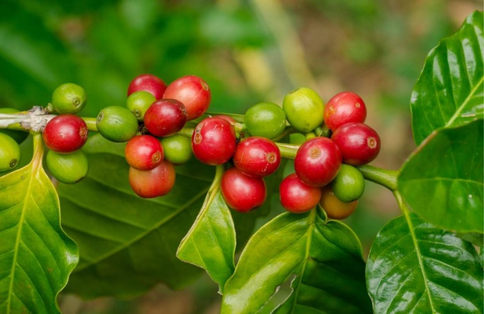 Safra recorde amplia pressão sobre preços do café