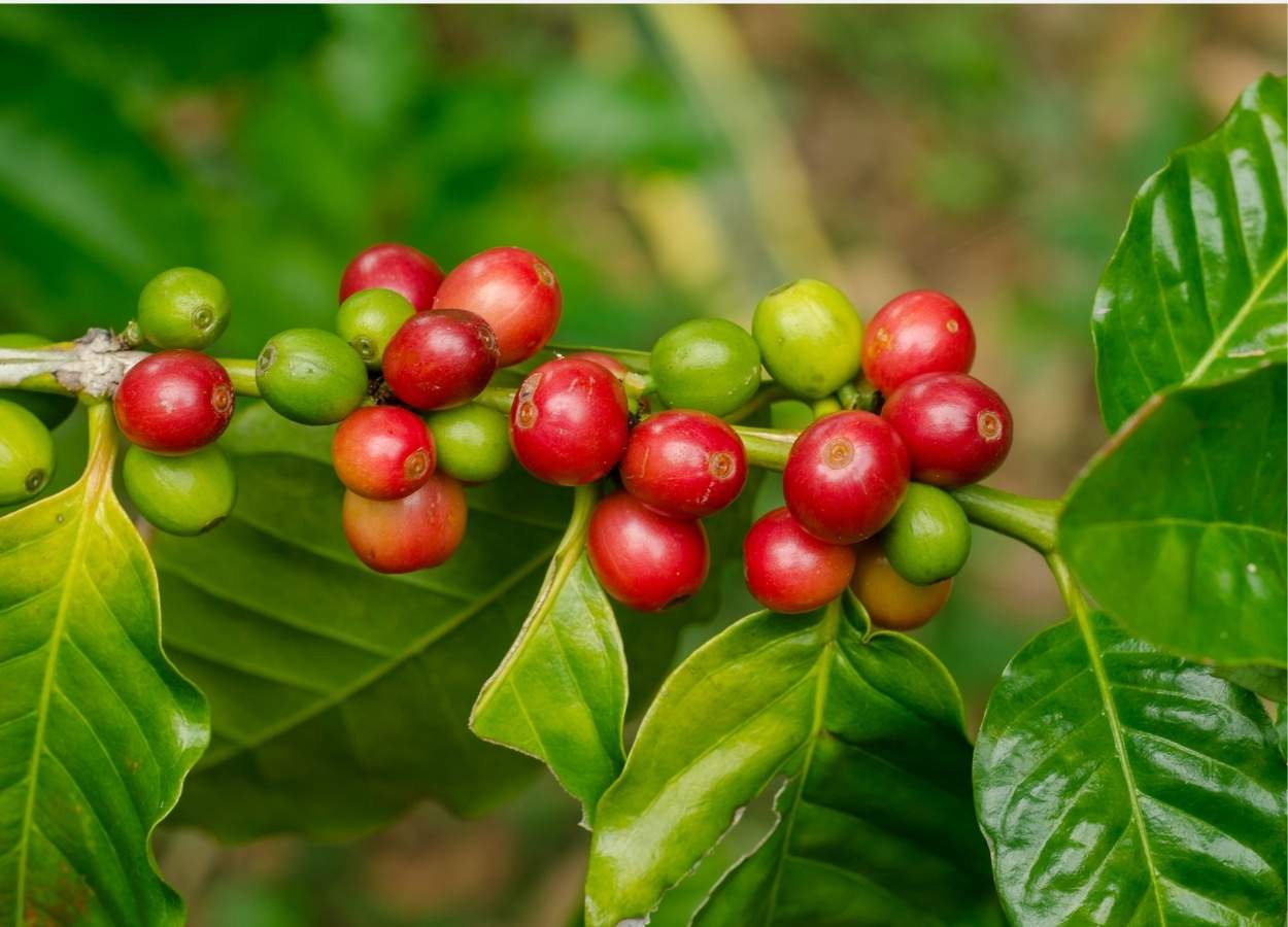 Safra recorde amplia pressão sobre preços do café