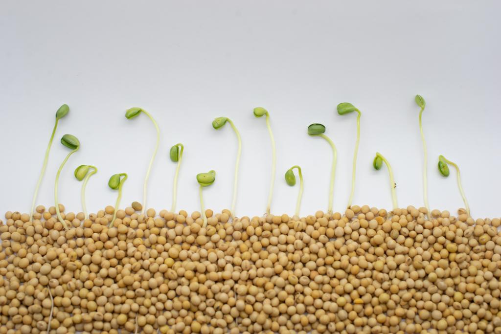 Como cuidar de sua semente até o plantio?
