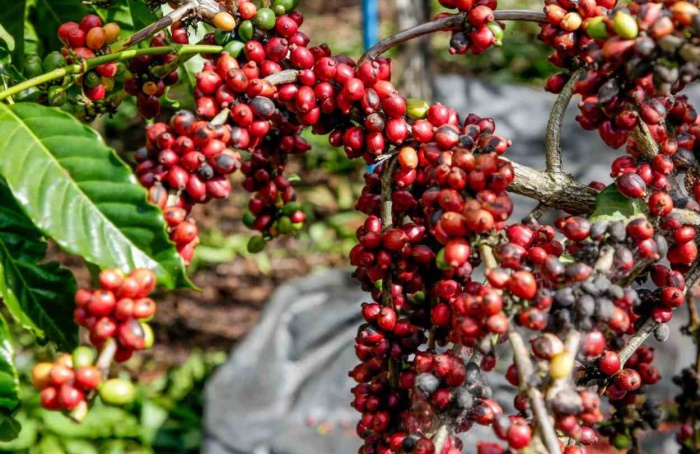 Embrapa lança guia sobre manejo de pragas e doenças do café