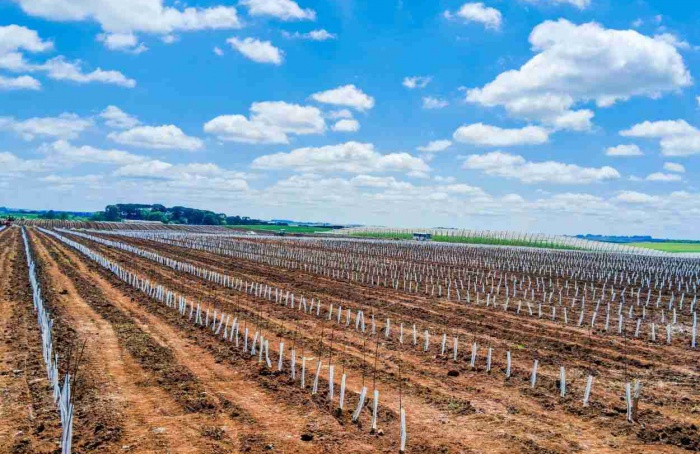 Rasip expande área de pomares e planta 15 hectares de Belgala