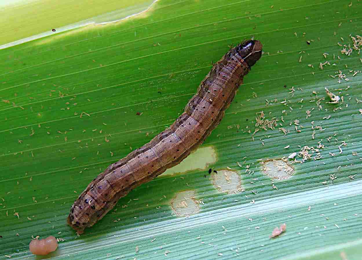 Ensaio aponta mortalidade de 62% em larvas de Spodoptera frugiperda expostas à concentração de 5%