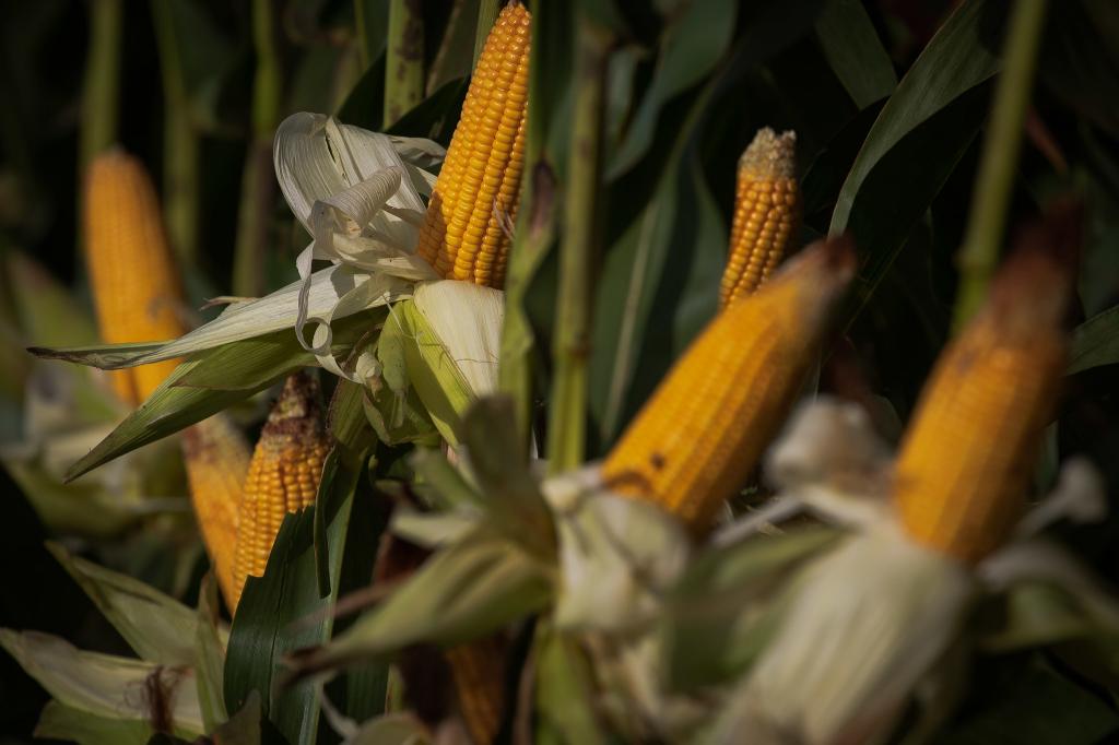 Mesmo com avanço da colheita do milho cotações voltam a subir