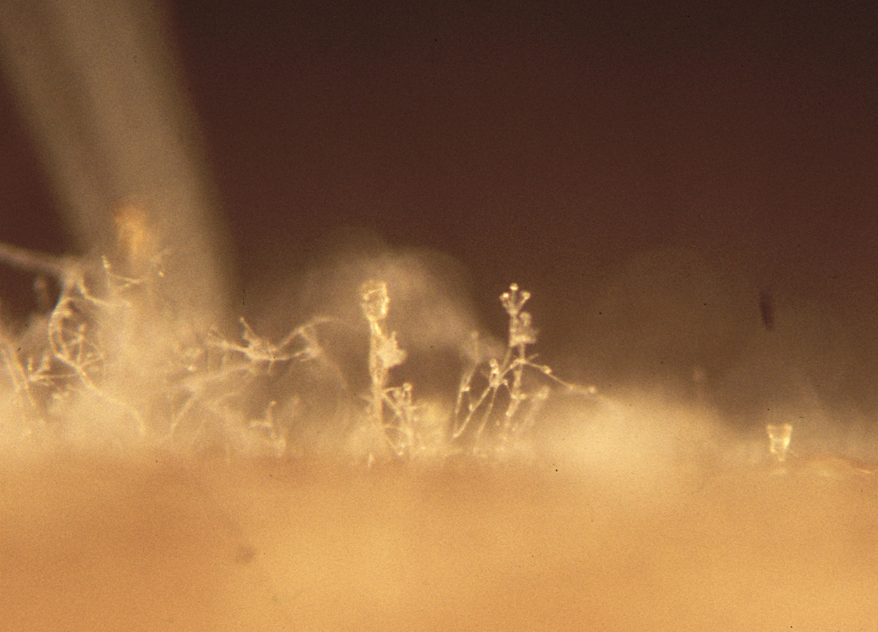 Foto:&nbsp;Penn State University