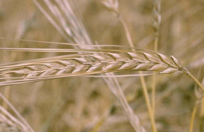 Plasma frio altera superfície de sementes de cevada