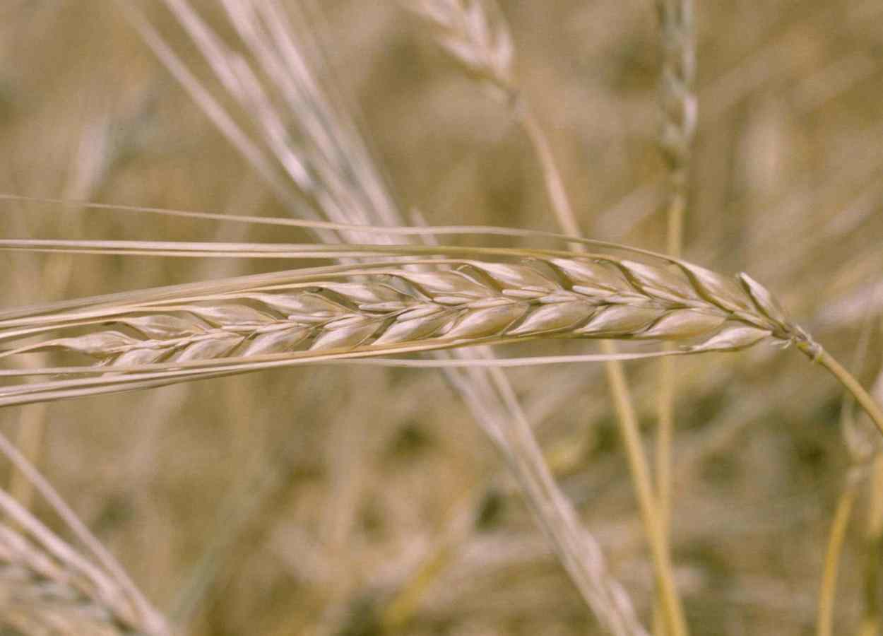 Plasma frio altera superfície de sementes de cevada