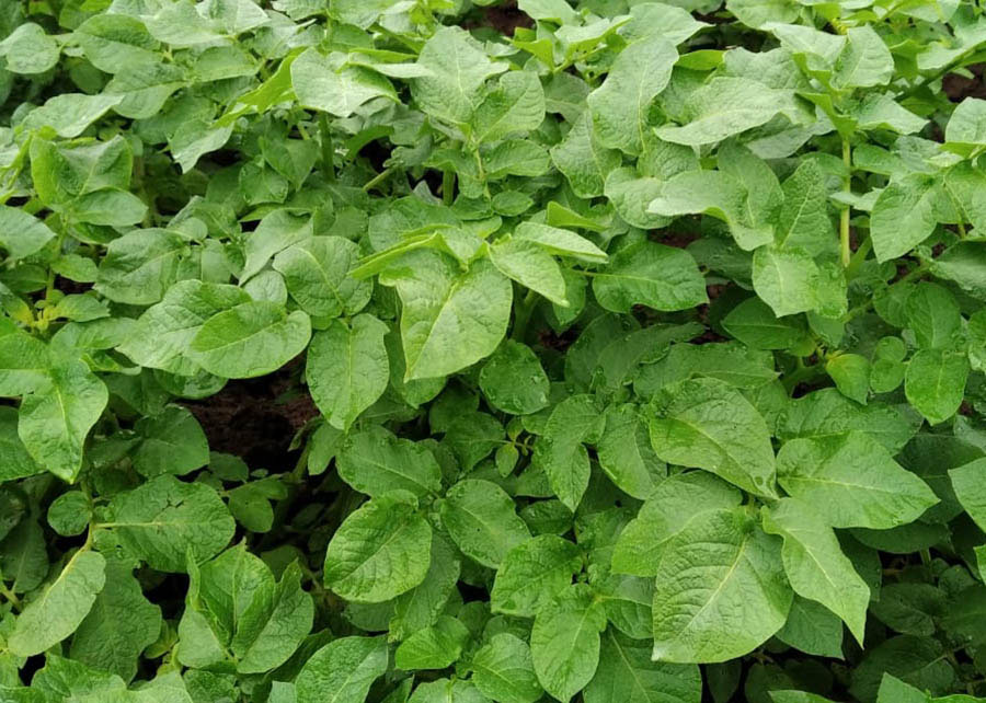 Pesquisa desenvolve batata resistente a doenças foliares e indicada ao cultivo orgânico