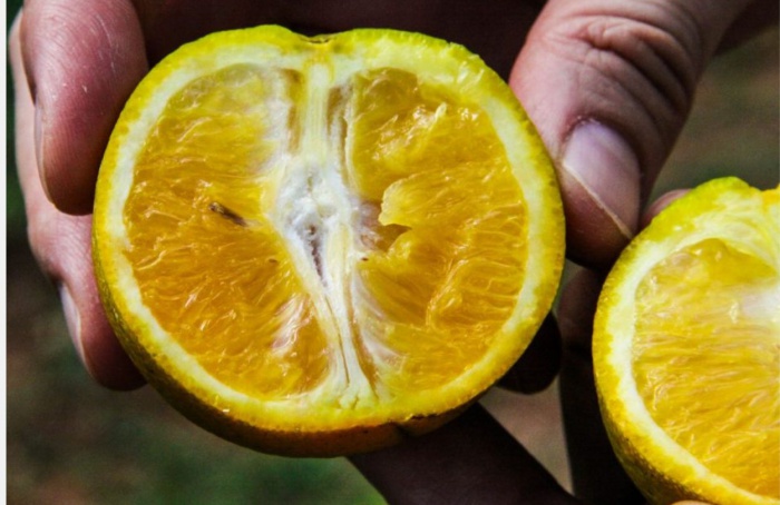 Governo de SP investe R$ 3,5 milhões no combate ao Greening