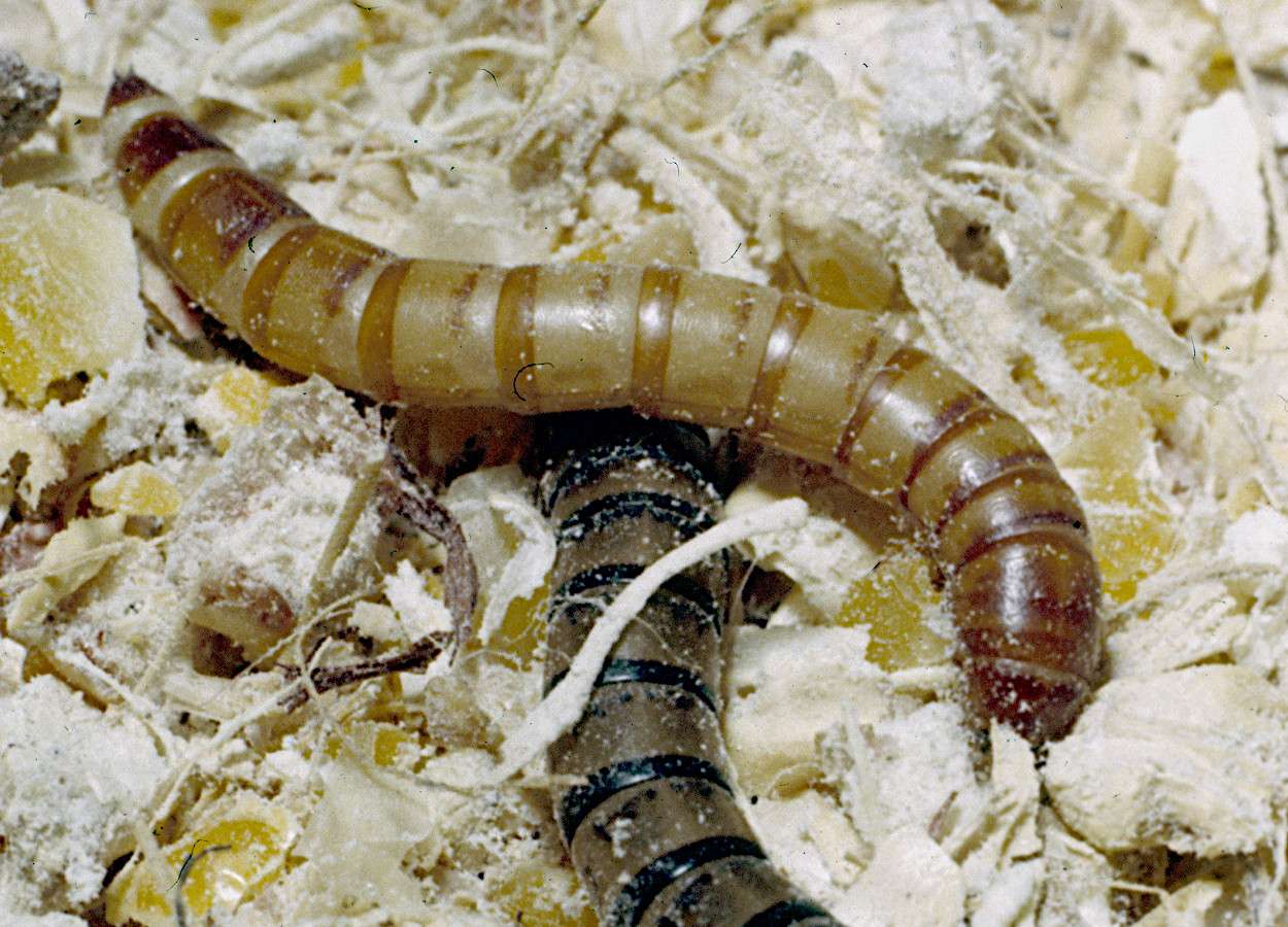 Foto:&nbsp;Clemson University, USDA