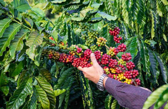 Ufes registra três novas cultivares de café Conilon