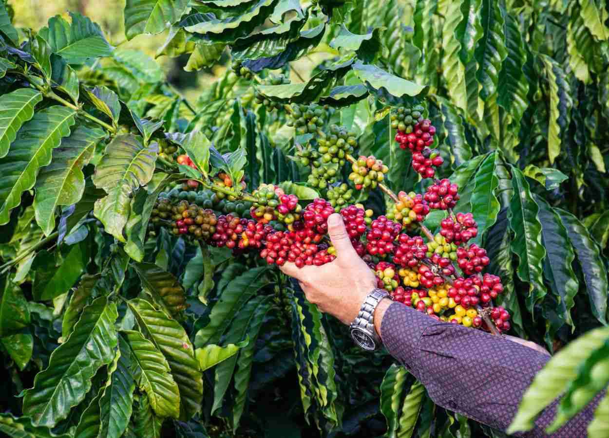 Ufes registra três novas cultivares de café Conilon