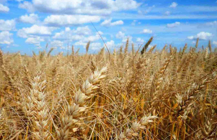 Relógio biológico pode revolucionar a produção de trigo