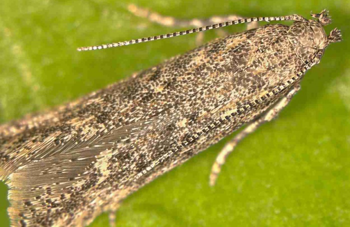 Nanoemulsão de jambú reduz Tuta absoluta em tomateiro